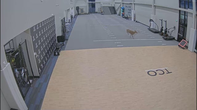 Deer roams through Twin Cities Orthopedics facility in Stillwater