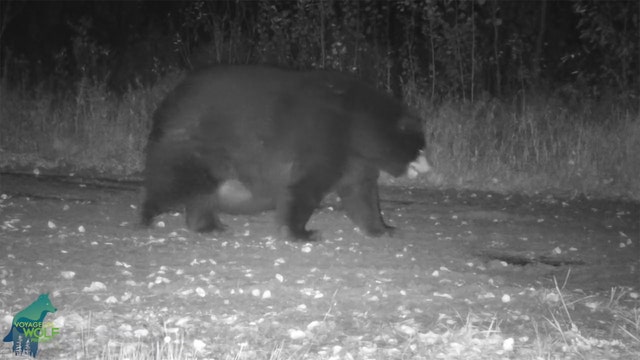 Very fat bear spotted on trail cam in northern Minnesota