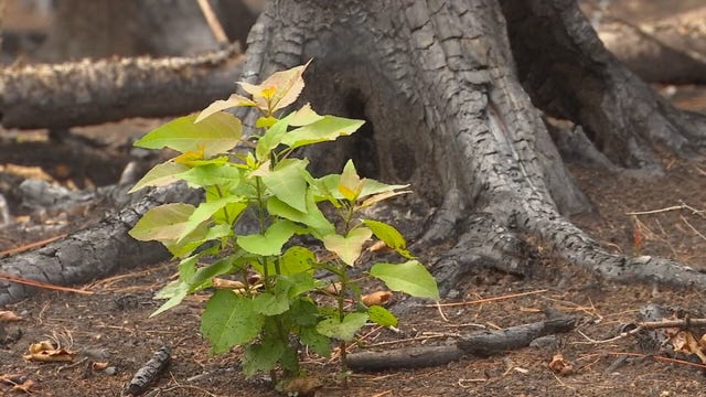 Greenwood Fire: How residents and Mother Nature are recovering from devastation