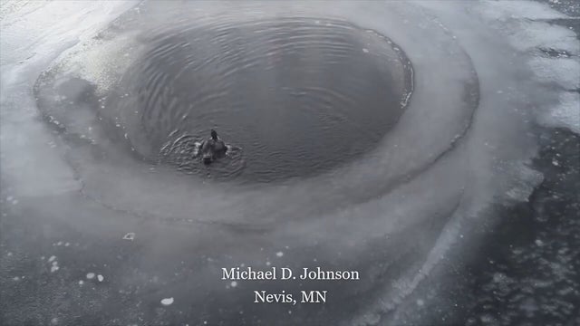 Online group hopes for rescue of loon stuck on icy northern Minnesota lake