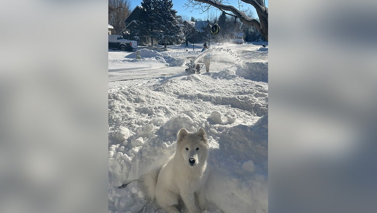 Baxter-snow.jpg?ve=1&tl=1