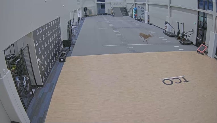 deer roams through TCO facility
