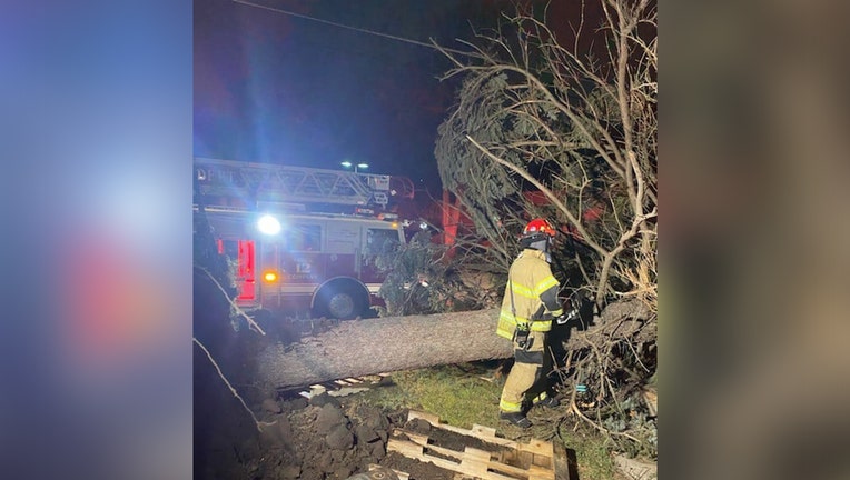 rochester mn fallen tree