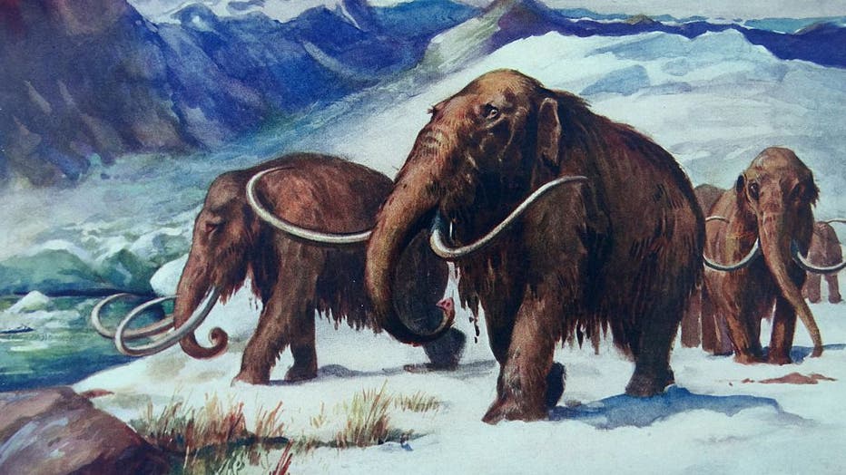 Painting depicting Mammoths roaming the earth during the early ice age
