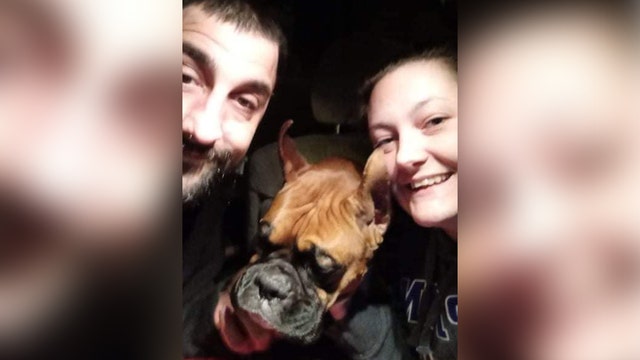 Show dog Jasper found safe inside stolen van after 3 days, owner says