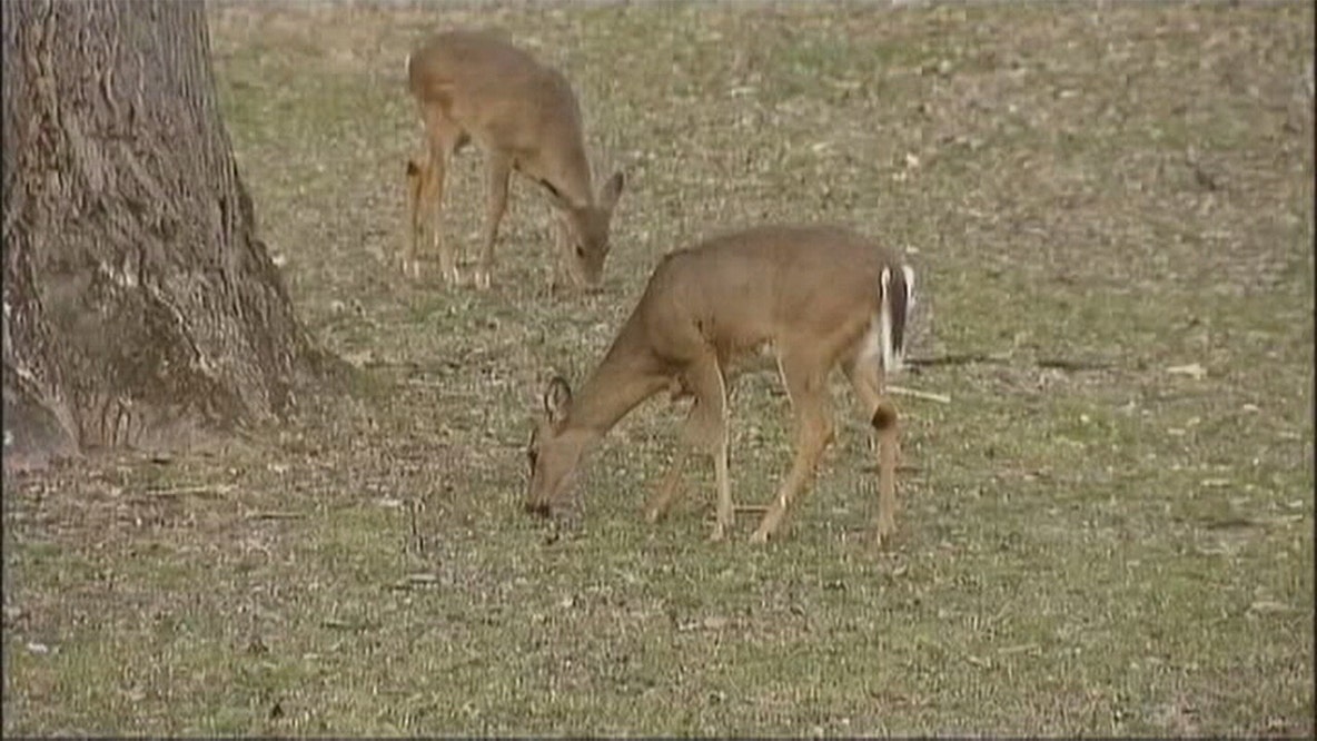 Chronic wasting disease confirmed in wild deer near Stillwater
