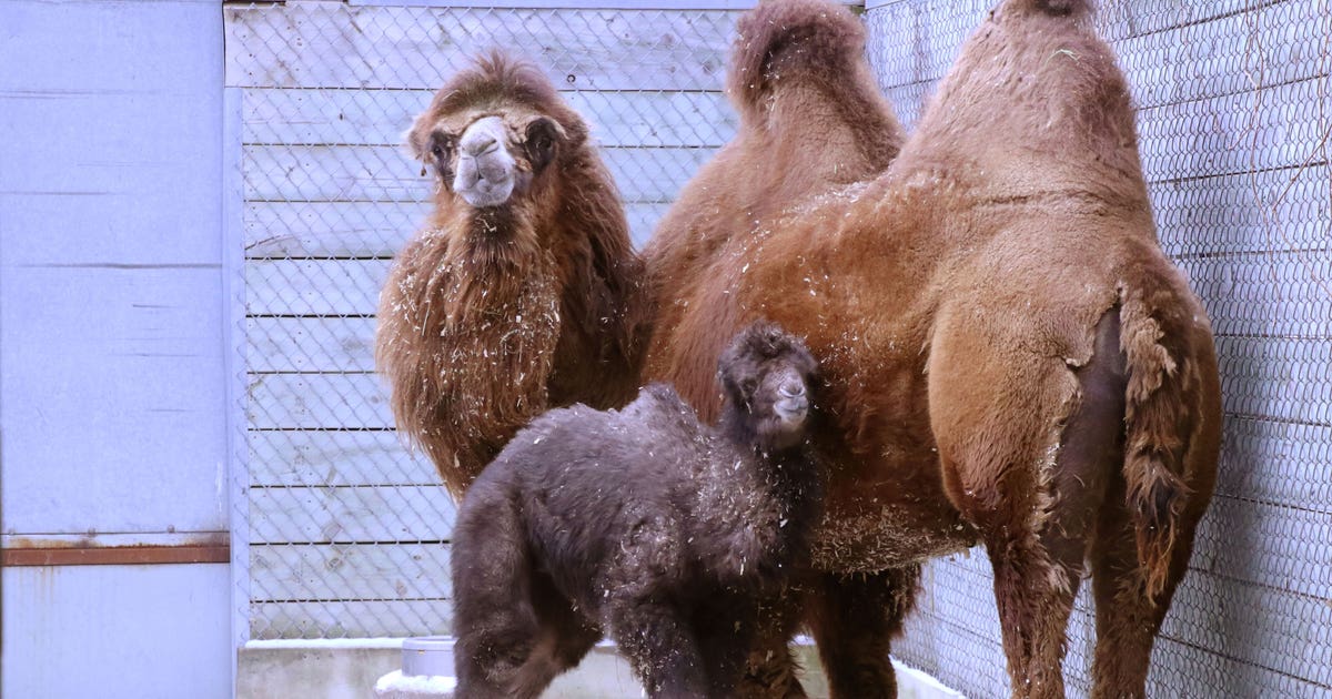 Minnesota Zoo welcomes baby camel | FOX 9 Minneapolis-St. Paul