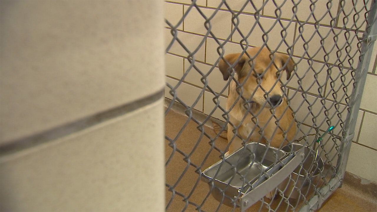New program offers 60 days of free pet care to owners in need New program offers 60 days of free pet care to owners in need