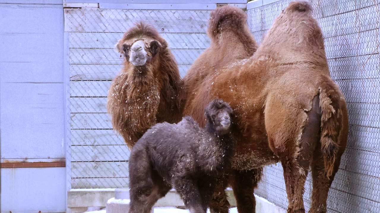 GEOFFREY B. SMALL／NLWJ05 (Baby Camel) Camel -Extra Small Size