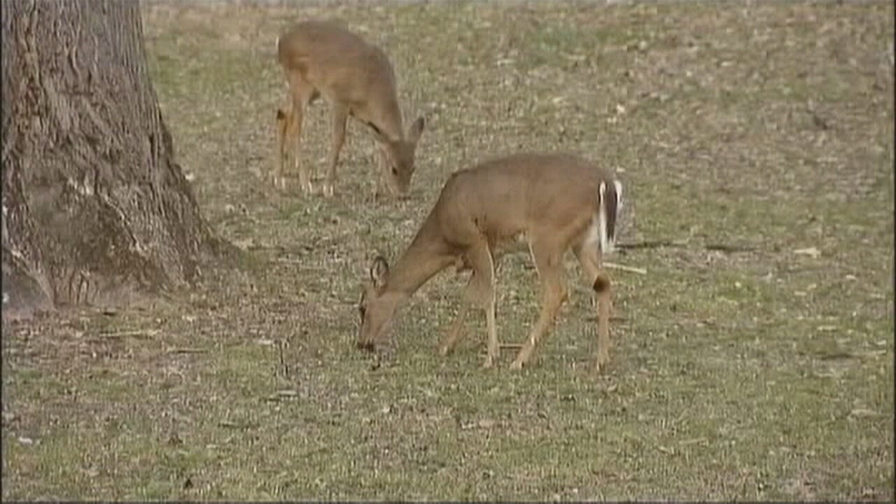 Deer and lasers: U of M researchers investigate changes to forest ...