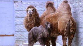 Minnesota Zoo welcomes baby camel