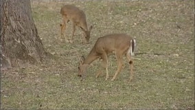 Deer and lasers: U of M researchers investigate changes to forest canopies