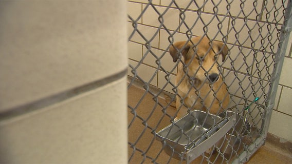 New program offers 60 days of free pet care to owners in need