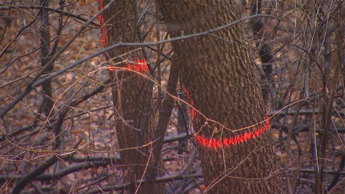 Emerald ash borer found in more than 70% of MN counties