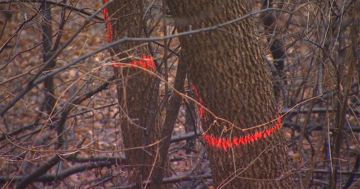 Emerald ash borer found in more than 70% of MN counties