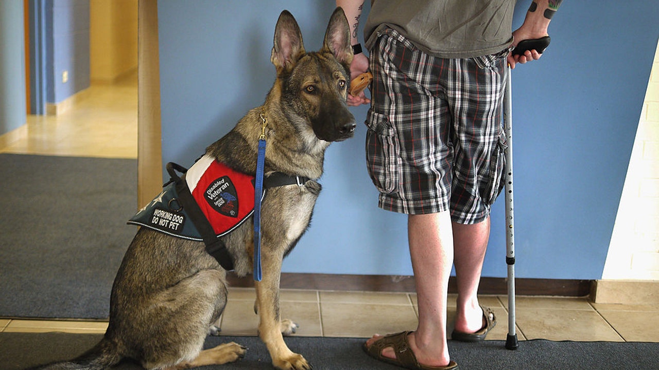 how to train a dog as a service dog