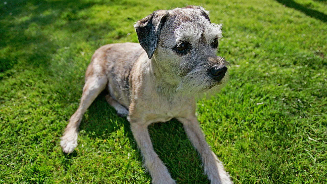 Spring's hidden dangers that could be deadly to your pets | FOX 9 ...