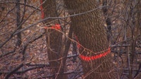 Emerald ash borer found in more than 70% of MN counties