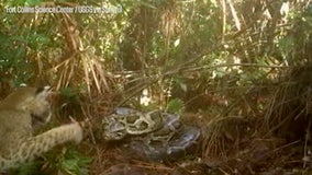 Watch: Trailcam spots python defending eggs from hungry bobcat
