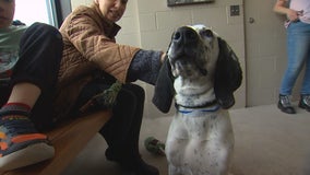 Minneapolis Animal Care and Control sees influx of dogs needing adopting