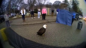 Bald eagle rescued in Plymouth doing well in recovery at Raptor Center