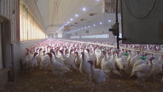Lawmakers rush $1 million to governor in Minnesota bird flu fight