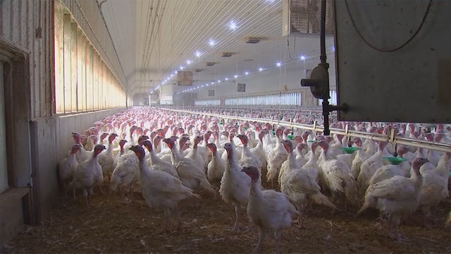 Minnesota bans poultry sales and exhibitions as industry deals with new bird flu strain