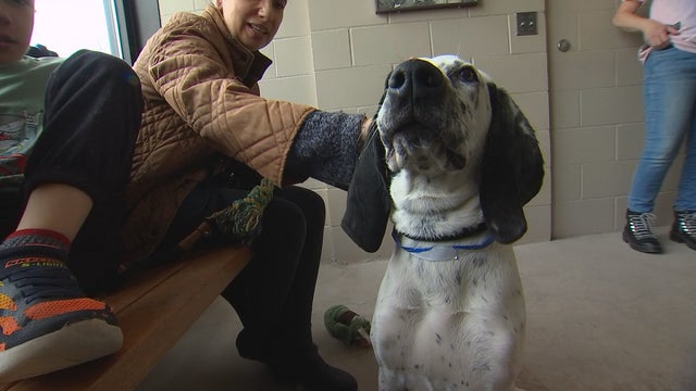 Minneapolis Animal Care and Control sees influx of dogs needing adopting