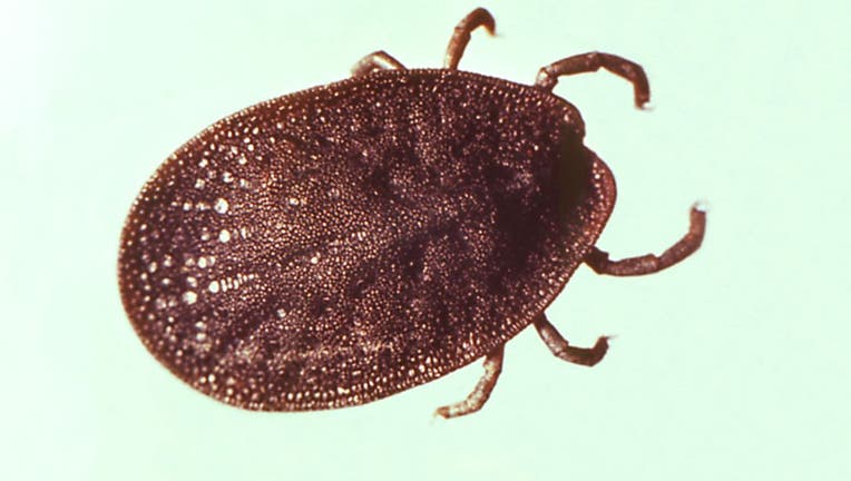 535aa9c0-Argasidae