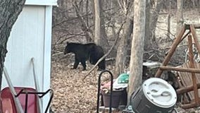 Video: Bear with trap on its leg spotted in Maple Grove neighborhood