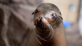 Como Zoo's oldest sea lion, CC, has died