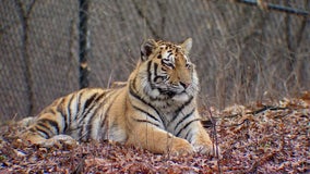 Minnesota Zoo welcomes new Amur tiger after death of another tiger