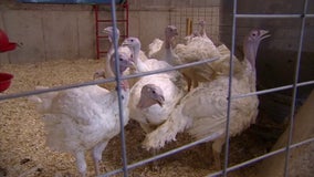 Expect higher poultry, egg prices as bird flu wipes out Minnesota flocks