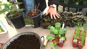 Garden Guy: Tips for sustainable gardening in Minnesota