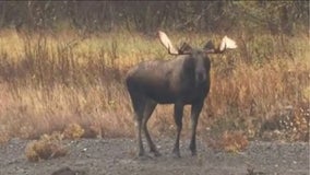 Minnesota couple injured after crash sends moose through windshield