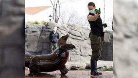 Sparky the sea lion's show returns to Como Zoo next month