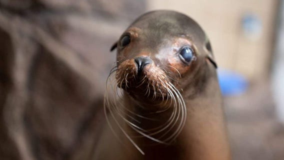Como Zoo's oldest sea lion, CC, has died