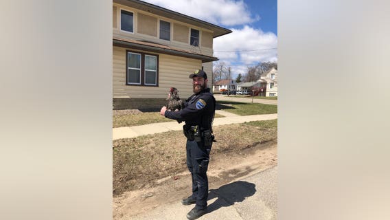 Chicken outruns Rochester police officer