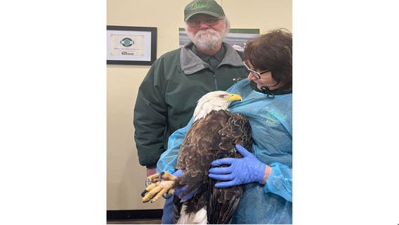 Bald eagle shot 20 times in Dunn County, $7K reward offered