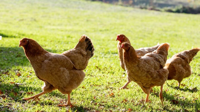 Minnesota extends temporary ban on poultry events amid bird flu outbreak