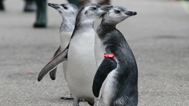 Zoos move birds indoors as avian flu spreads in North America