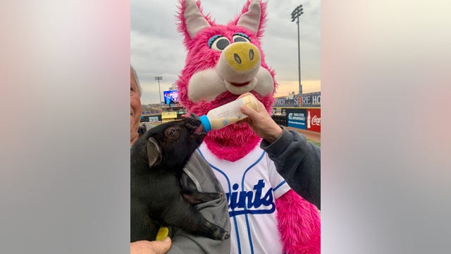 St. Paul Saints pig and its catchy name officially introduced