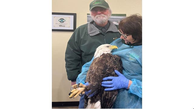 Bald eagle shot 20 times in Dunn County, $7K reward offered