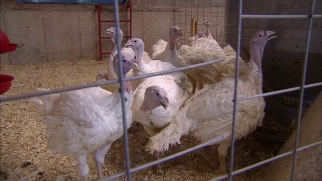 Expect higher poultry, egg prices as bird flu wipes out Minnesota flocks