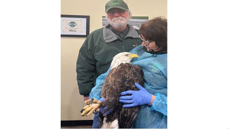 Bald eagle shot