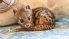 Nashville Zoo welcomes 1st spotted fanaloka born in U.S.