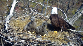DNR eagle cam chick dies after sibling pushed it from the nest