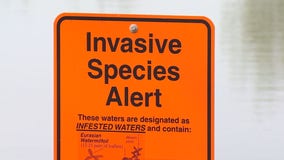 Become an expert in identifying aquatic invasive species in Minnesota