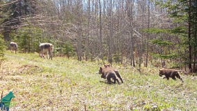 Watch: Voyageurs Wolf Project captures wolf pups running in northern Minnesota