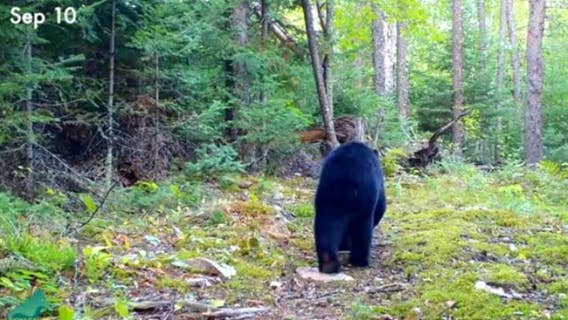 Watch: Voyageurs Wolf Project trail cam captures the traffic of the Northwoods